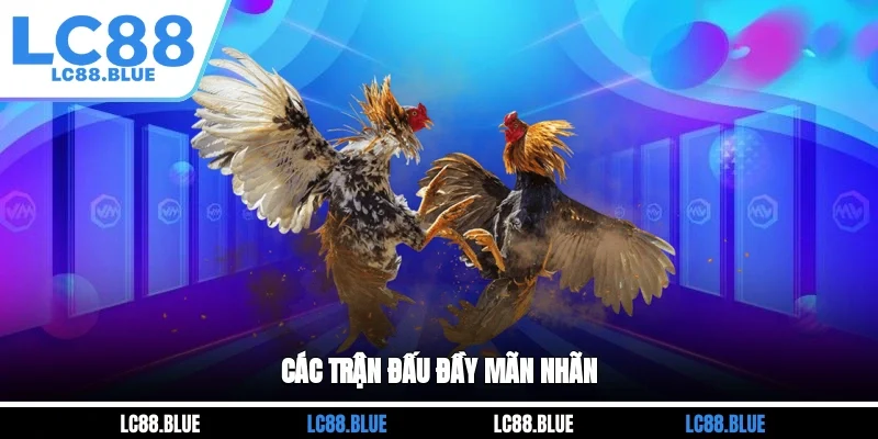 Các trận đấu đầy mãn nhãn