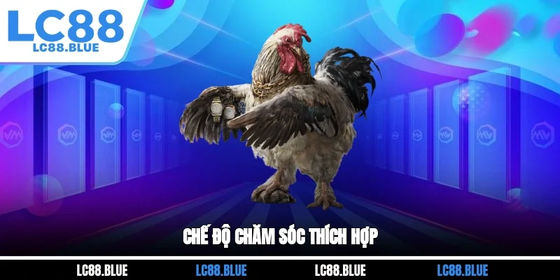 Chế độ chăm sóc thích hợp