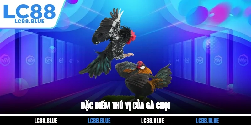 Đặc điểm thú vị của gà chọi