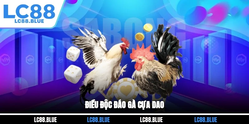 Điều độc đáo gà cựa dao