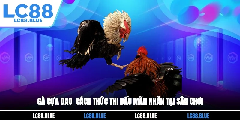 Gà cựa dao