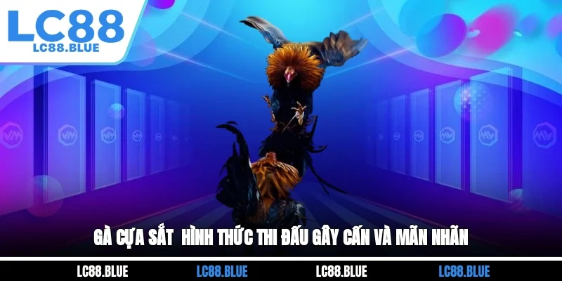 Gà cựa sắt